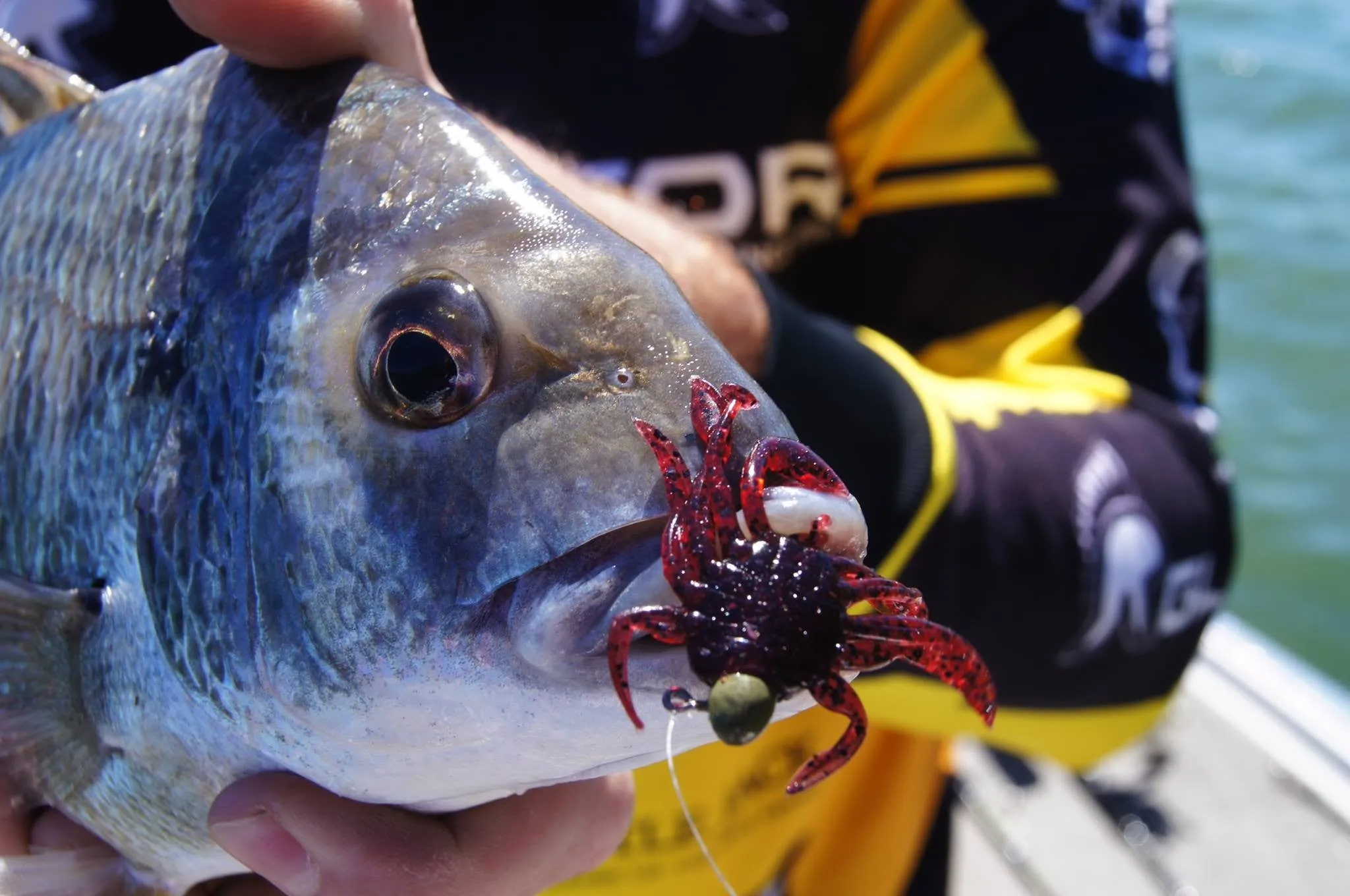 Bait Breath Rockin Crab 2" #206