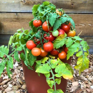 Tiny Tim Tomato Seeds